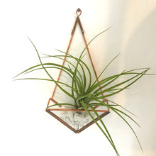 Load image into Gallery viewer, Glass Backed Mini Wall Mounted Planter