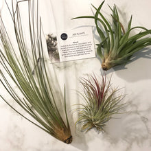 Load image into Gallery viewer, Air Plants