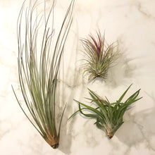 Load image into Gallery viewer, Air Plants
