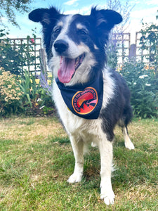 Dog Bandana