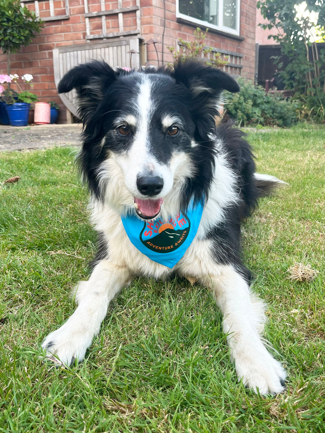 Dog Bandana