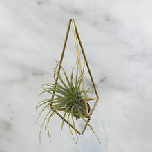 Load image into Gallery viewer, Himmeli &amp; Air Plant
