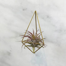 Load image into Gallery viewer, Himmeli &amp; Air Plant
