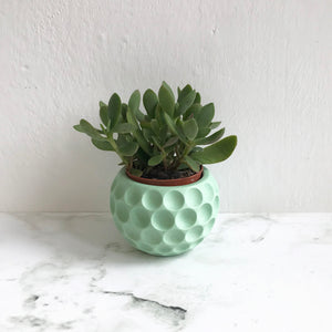 Mini Pot in Light Green